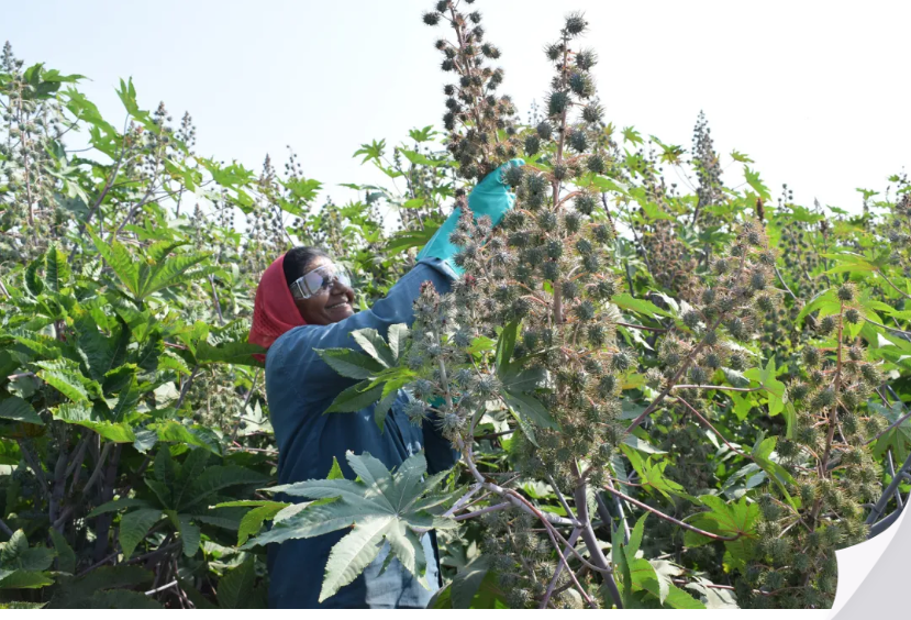 【巴斯夫】携手可持续蓖麻籽项目“Pragati”，为生物基鞋材推出可追溯性认证